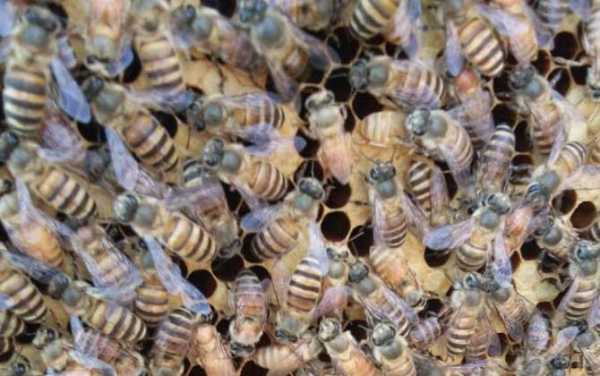 蜜蜂幼虫吃什么食物? 蜜蜂幼虫和什么吃禁忌