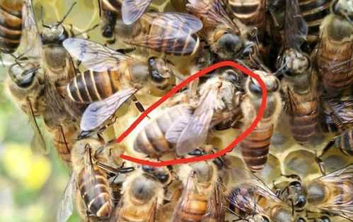  中蜂为什么夏季不产卵「中蜂为什么不上巢皮」