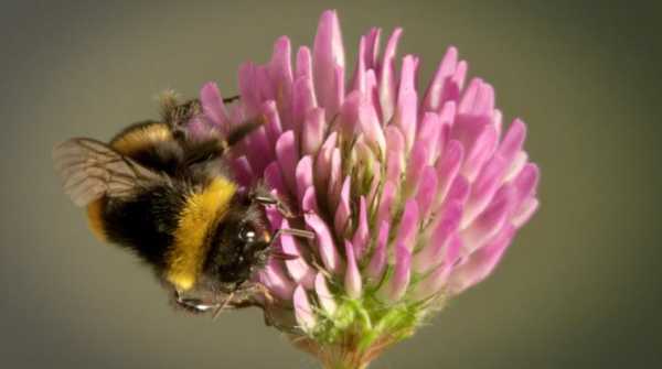 蜜蜂为什么花粉_蜜蜂为什么花粉那么多