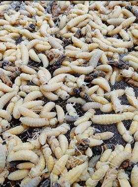 虎头蜂蛹的吃法-虎头蜂蜂蛹有什么营养价值