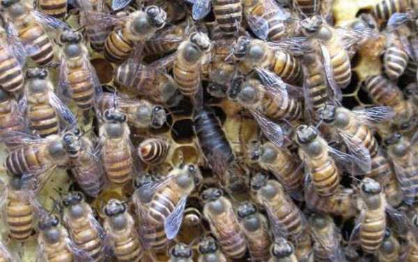 北方养蜜蜂是什么蜂蜜（北方养蜜蜂是什么蜂蜜品种）