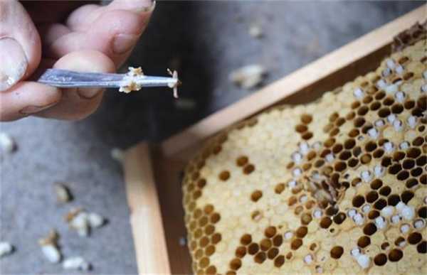蜜蜂的蛹封盖什么作用（蜜蜂成蛹）