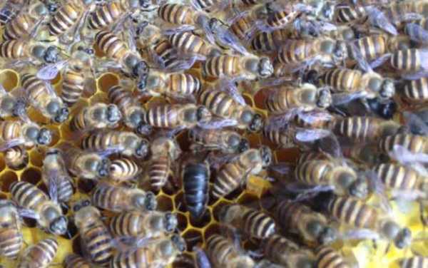 中蜂一般分蜂在什么温度,中蜂多少度分蜂 