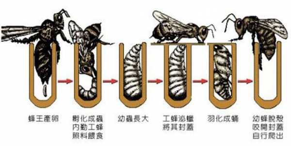 蜜蜂生长特点是什么意思,蜜蜂的生长发育过程图 