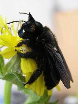 黑色的小蜜蜂是什么蜜蜂_黑色的大蜜蜂是什么蜜蜂