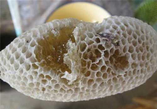 蜜蜂巢煮水有什么功效 蜜蜂巢炒什么好处