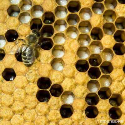 为什么蜜蜂为把幼虫清虫