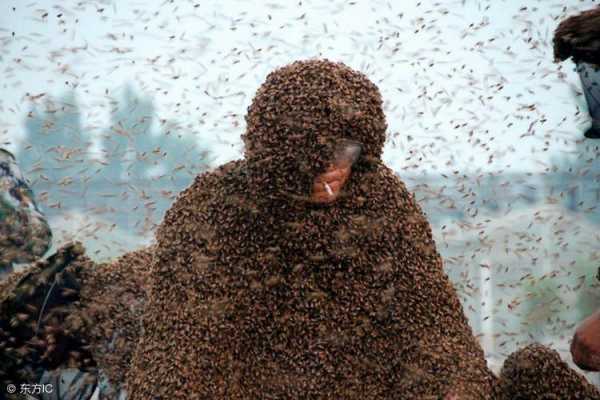 养蜂人为什么不会得癌