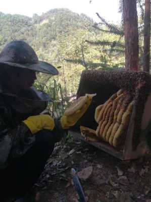 活态蜂蜜 什么是活性野生蜂蜜