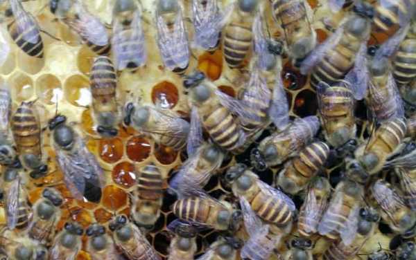 幼年的蜜蜂吃什么-幼蜂吃什么长大可以吃饭吗