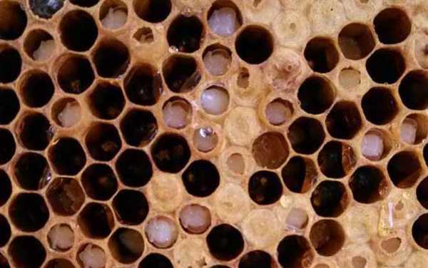 蜜蜂虫害防治-蜜蜂害虫什么样