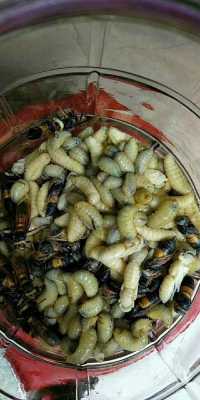 什么样的蜂蛹有毒不能吃 什么样的人需要用蜂蛹做药