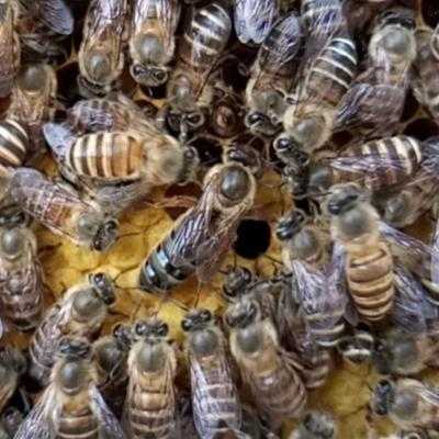  什么牌子的蜜蜂最好「什么牌子的蜜蜂最好养」
