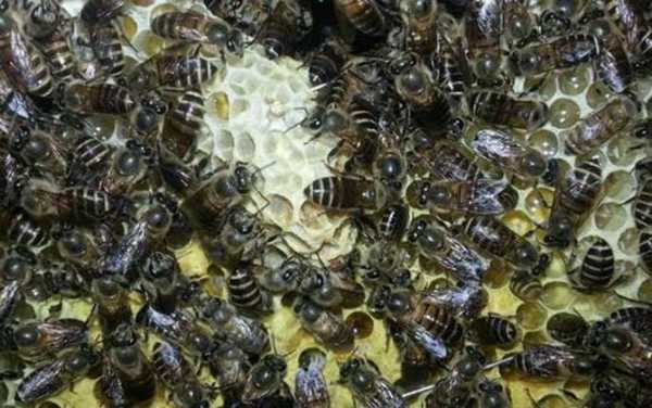 分蜂热是怎么产生 蜜蜂分蜂热是什么意思