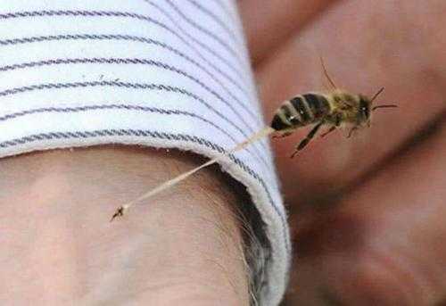 蜜蜂最怕什么药会死亡呢（蜜蜂最怕什么药会死亡呢视频）