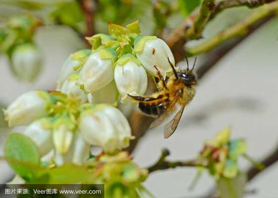 蜜蜂吃什么花（蜜蜂是吃什么的花蜂蜜最好）