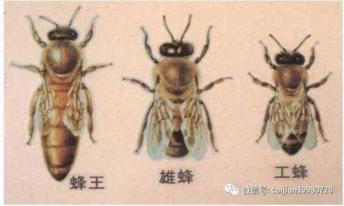 蜂王为什么要吃掉小蜜蜂_蜂王为什么不吃蜂蜜