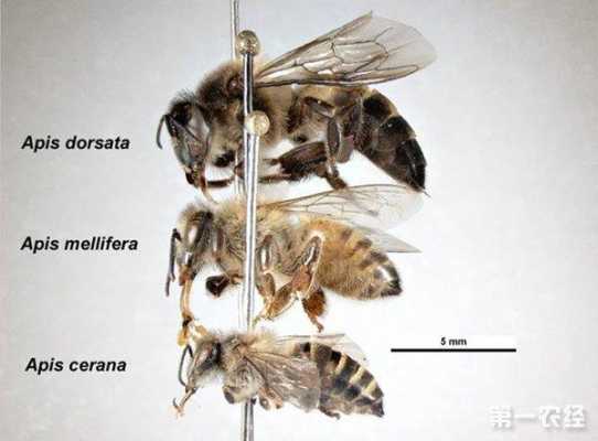 意蜂和中蜂什么意思_意蜂和中蜂的区别图片