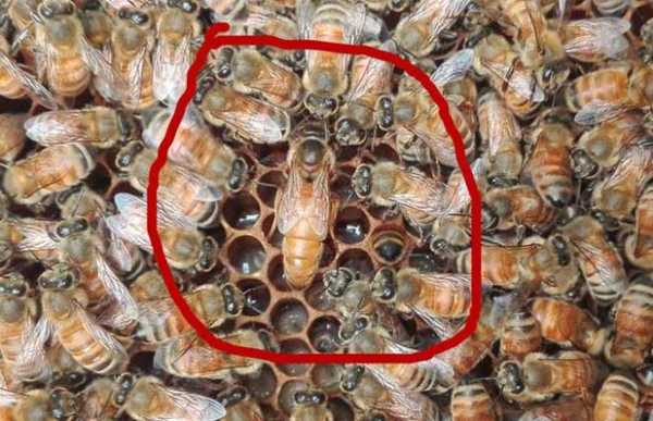 蜂王都干什么 蜂王在蜂群里的作用是什么
