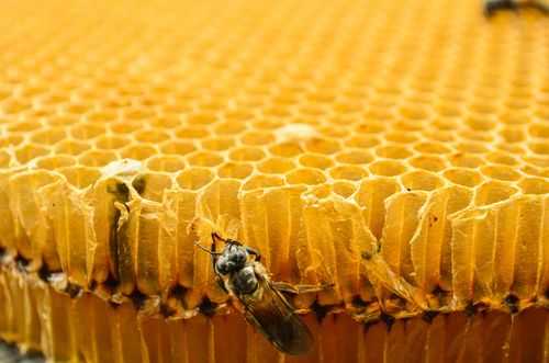 蜜蜂蜂窝有什么作用