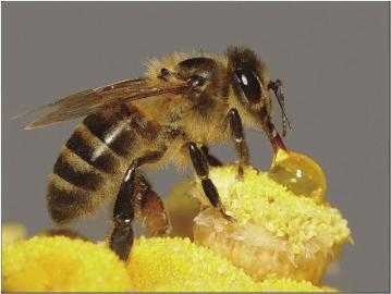 蜂蜜到底是蜜蜂的什么