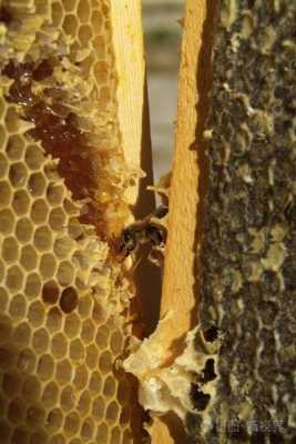 蜂巢形状什么蜂_蜂巢都是什么形状的