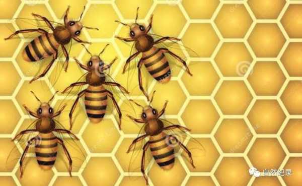 蜜蜂的蜂可以组什么 蜂蜜的蜂能组什么