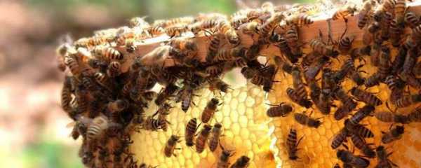 养蜜蜂要喂什么-养蜜蜂喂什么好处