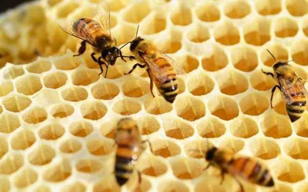 夏天养蜂技术-夏季养密蜂应注意什么