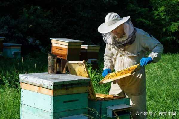 夏天养蜂技术-夏季养密蜂应注意什么