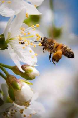 蜜蜂除了采蜜还能干嘛-蜜蜂除了采花蜜还干什么