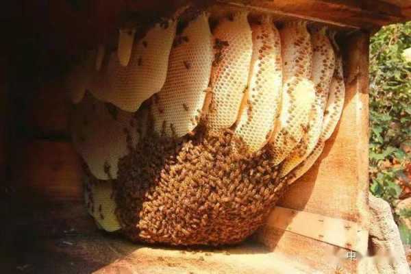 中华蜂是不是国家保护动物-中华蜂是什么蜂