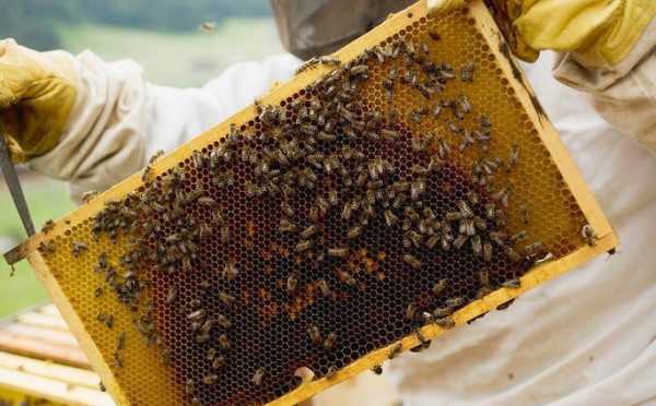  养蜂要注意什么病「养蜂需要具备什么条件」