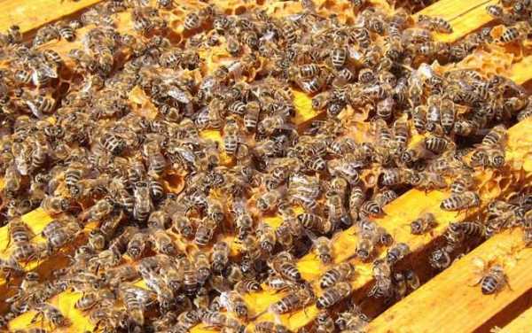  养蜂要注意什么病「养蜂需要具备什么条件」