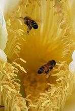 蜜蜂采集花粉有什么功效_蜜蜂采集蜂花粉的全过程