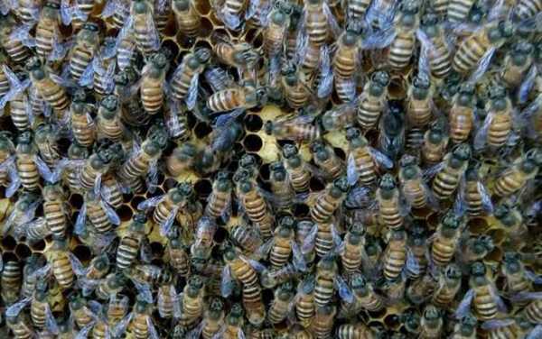 中蜂秋天为什么繁殖快些 中蜂秋天为什么繁殖快