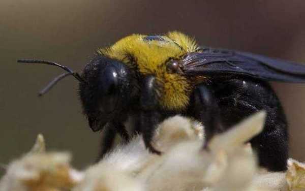  黑色头的风是什么蜂「黑色个头很大的蜂是啥蜂」
