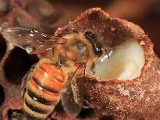  蜜蜂为什么吃蜜王浆就会成蜂后「为什么蜂王吃蜂王浆」