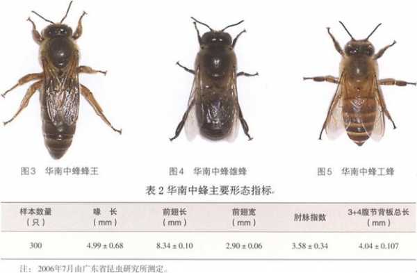 影响蜜蜂级型分化的因素