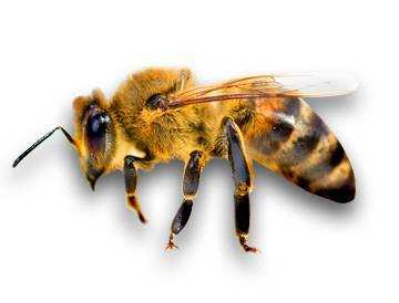 蜜蜂有啥 蜜蜂有什么素