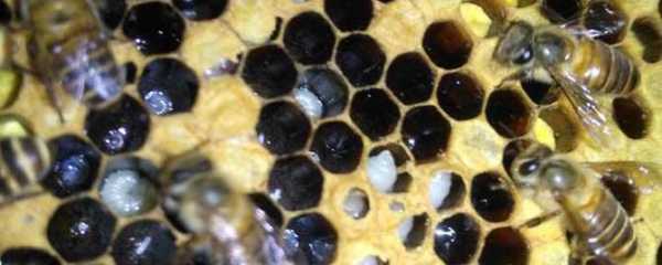 中蜂幼虫病的详细症状-中蜂幼蜂和老蜂有什么区别