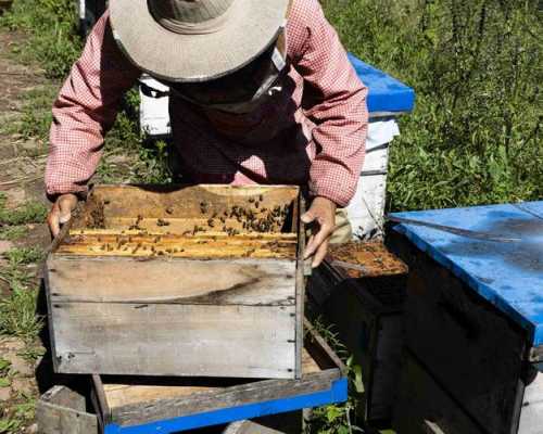 什么时间开始养蜂比较好-什么时间开始养蜂