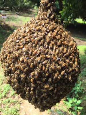 跟土一样的蜜蜂是什么东西