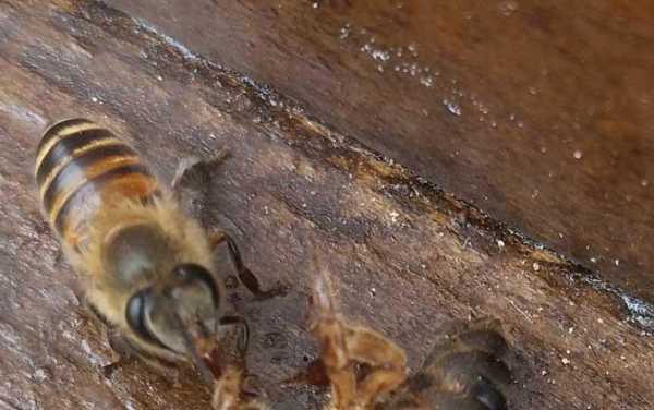 为什么中蜂强群也不分蜂,中蜂为什么很凶 