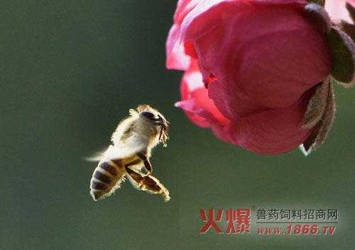 蜜蜂用什么采蜜和酿蜜的_蜜蜂用什么采蜜和酿蜜的一样