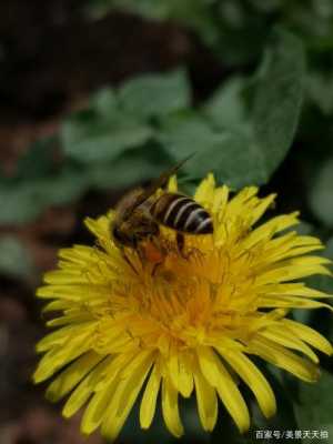 蜜蜂用什么采蜜和酿蜜的_蜜蜂用什么采蜜和酿蜜的一样