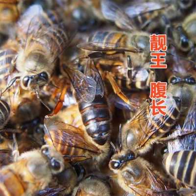 中蜂哪个品种的蜜蜂好 中蜂什么品种产蜜高又温顺