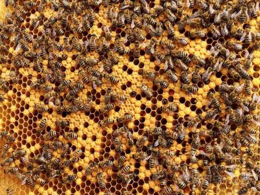 蜜蜂的蜂窝是什么样子,蜜蜂蜂窝长什么样 