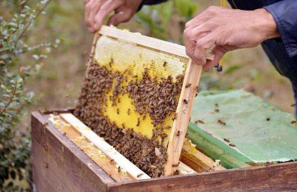 养殖蜂蜜好吗