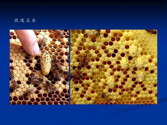 蜂的王台是什么的简单介绍